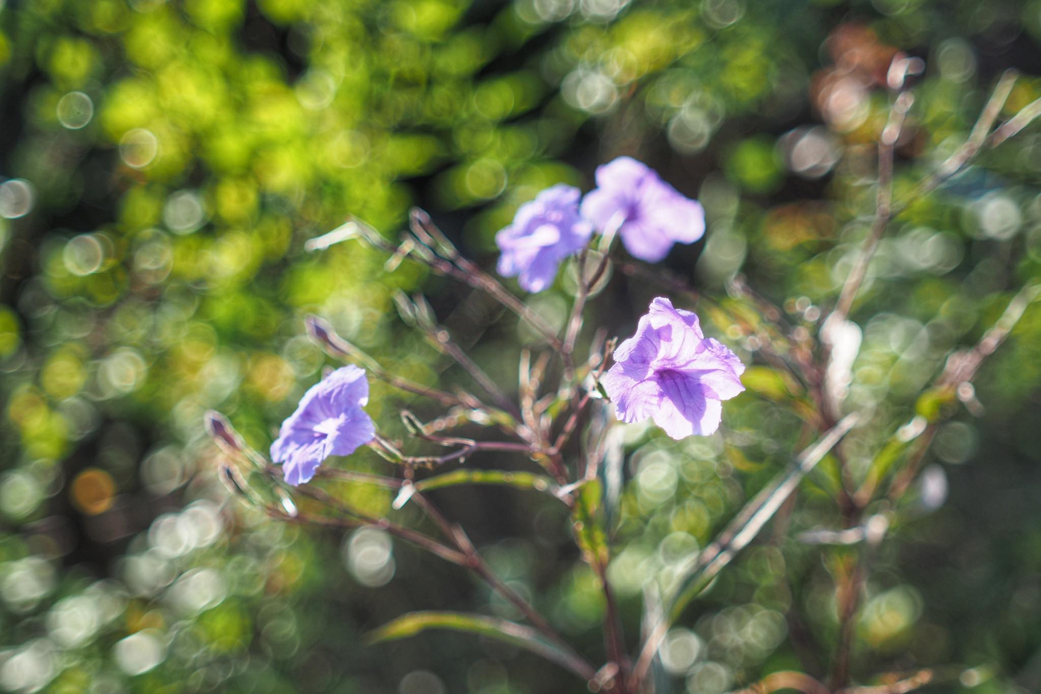 YASHICA COLOR YASHINON DX 35MM.F1.8 FOR M4/3 MOUNT