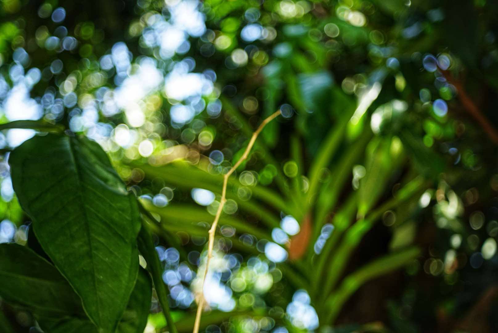 KONICA HEXANON 45MM.F1.8 MODIFIED M39 MOUNT