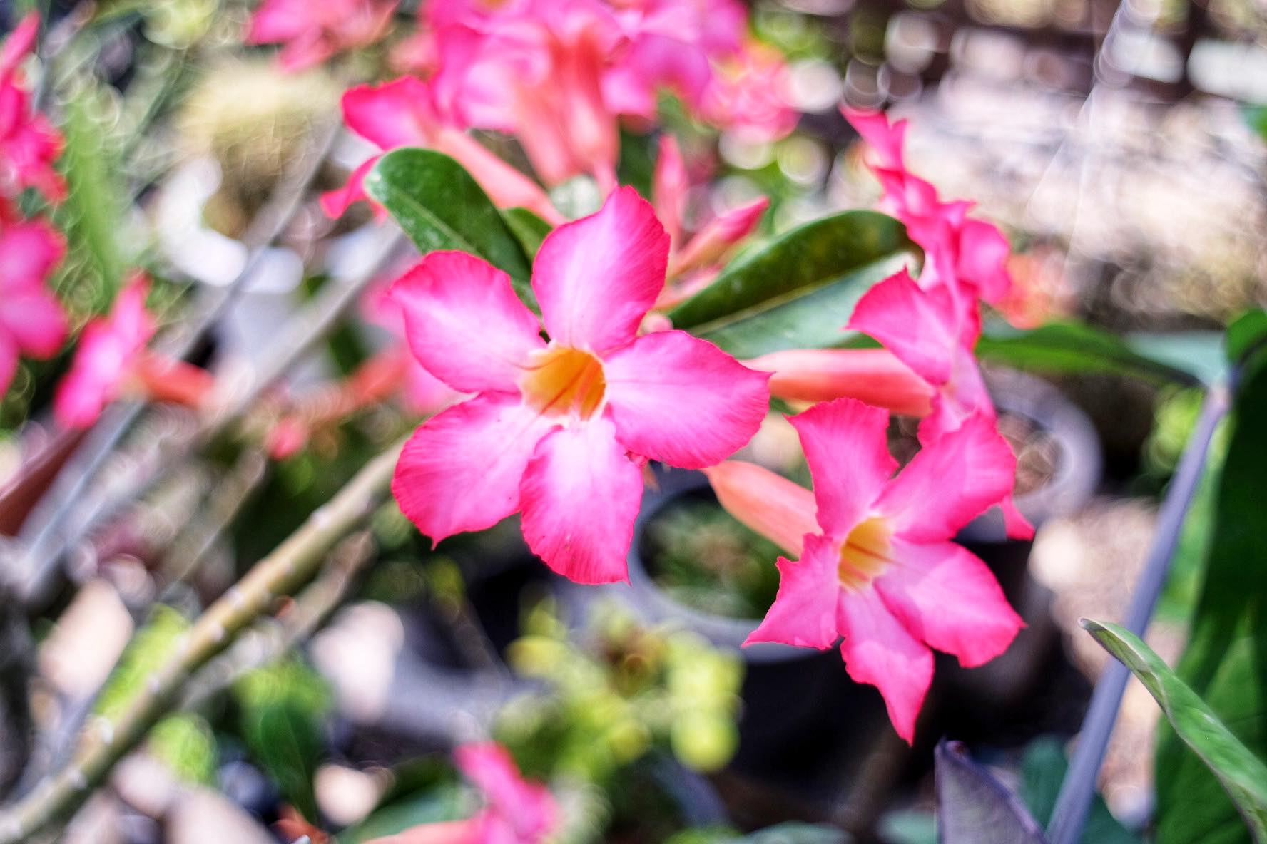 PENTACON AUTO 29MM.F2.8 MULTI COATING M42 MOUNT