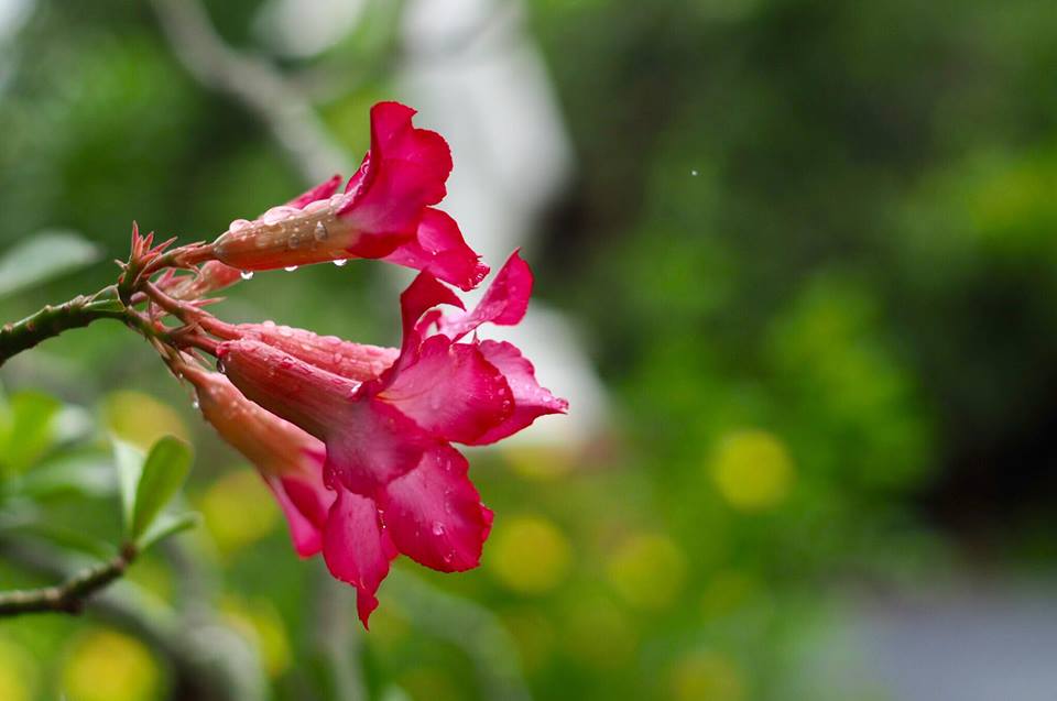 SUPER TAKUMAR 55MM.F1.8 M42 MOUNT
