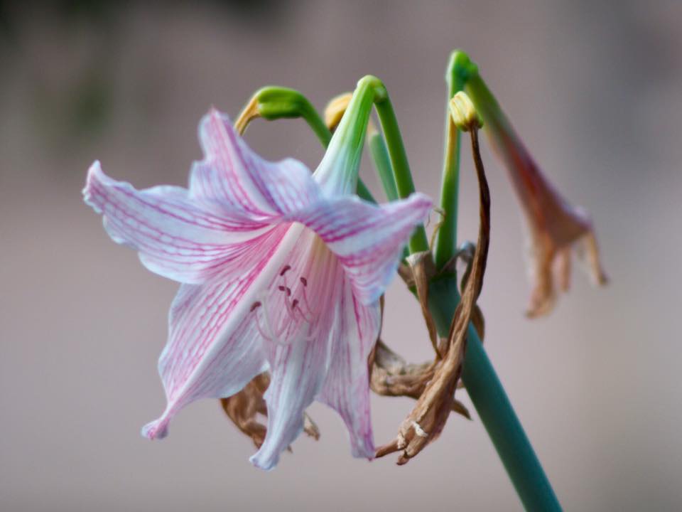 MINOLTA MC TELE ROKKOR-QF 200MM. F3.5 MD MOUNT