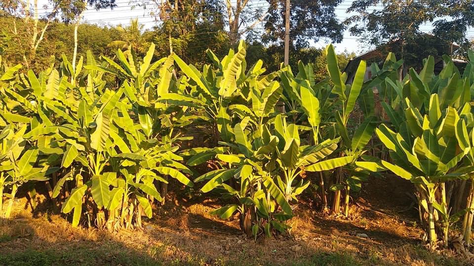 กล้วยน้ำว้าดิบผงวิตามินซีพลัส