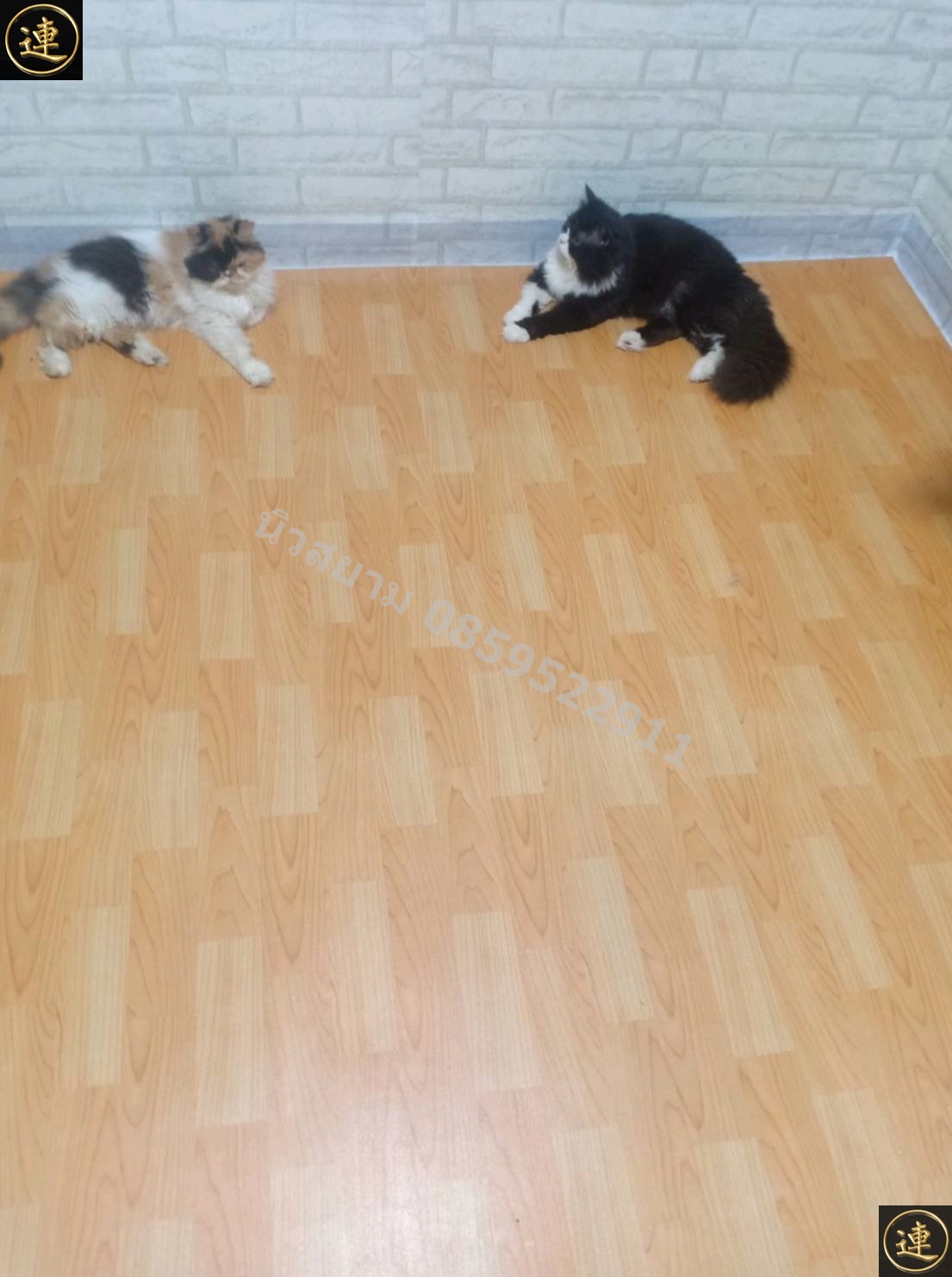 ลายเสื่อน้ำมัน มาใหม่ 1 มกราคม 2566