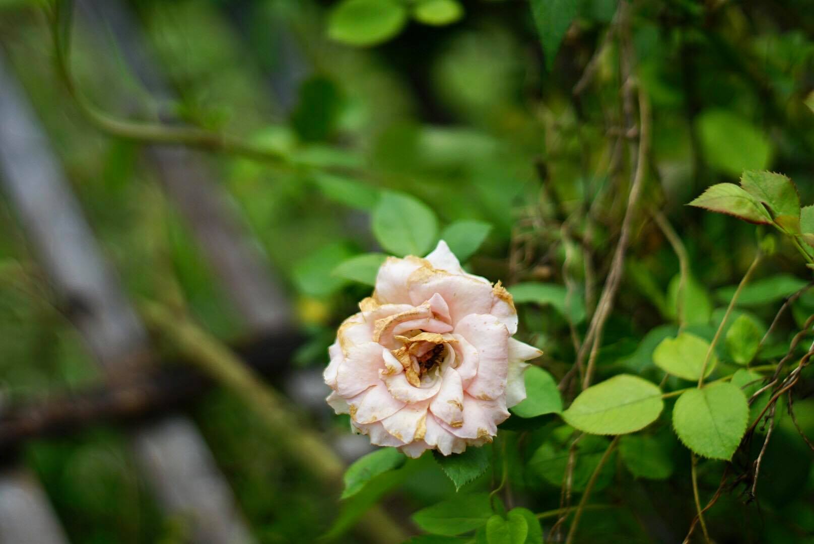 MINOLTA MC ROKKOR-PF 55MM F1.7
