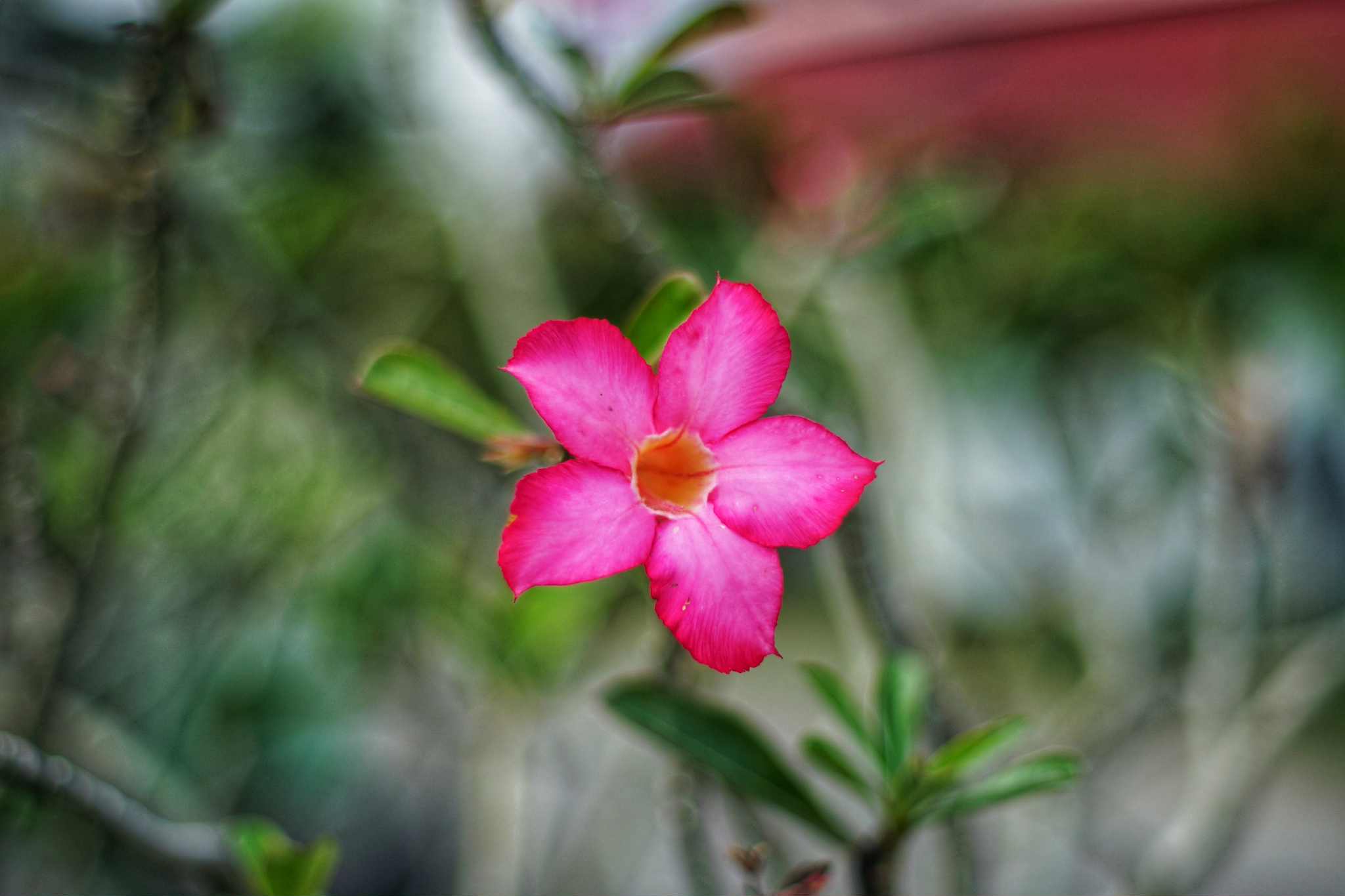 SMC PENTAX 50MM.F1.4 PK MOUNT