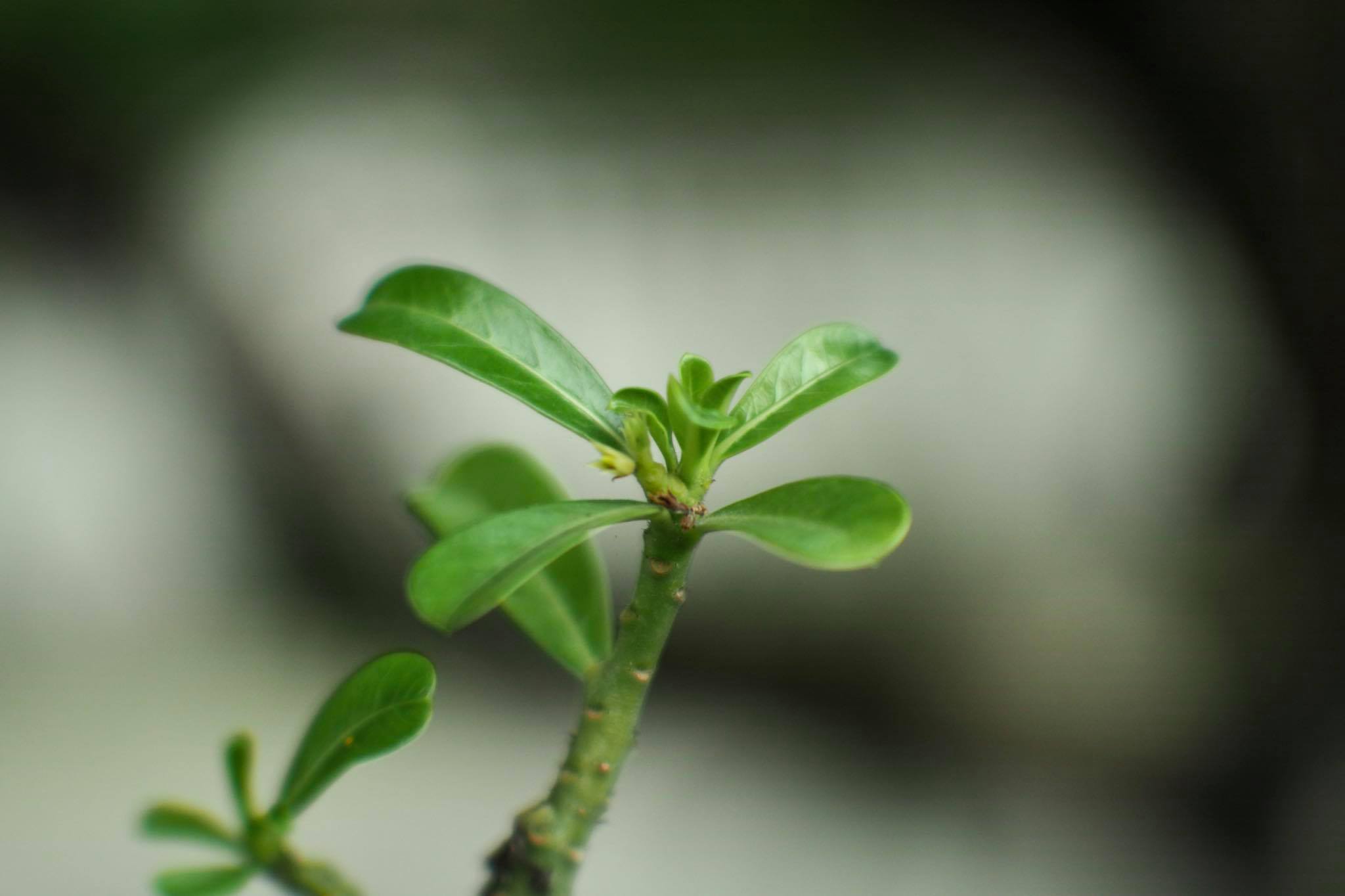 16KP-50MM.F1.2 FOR M4/3 MOUNT