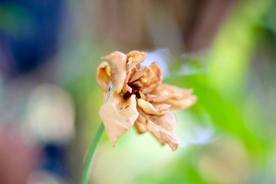 SMC PENTAX-M 50MM.F1.4 PK MOUNT