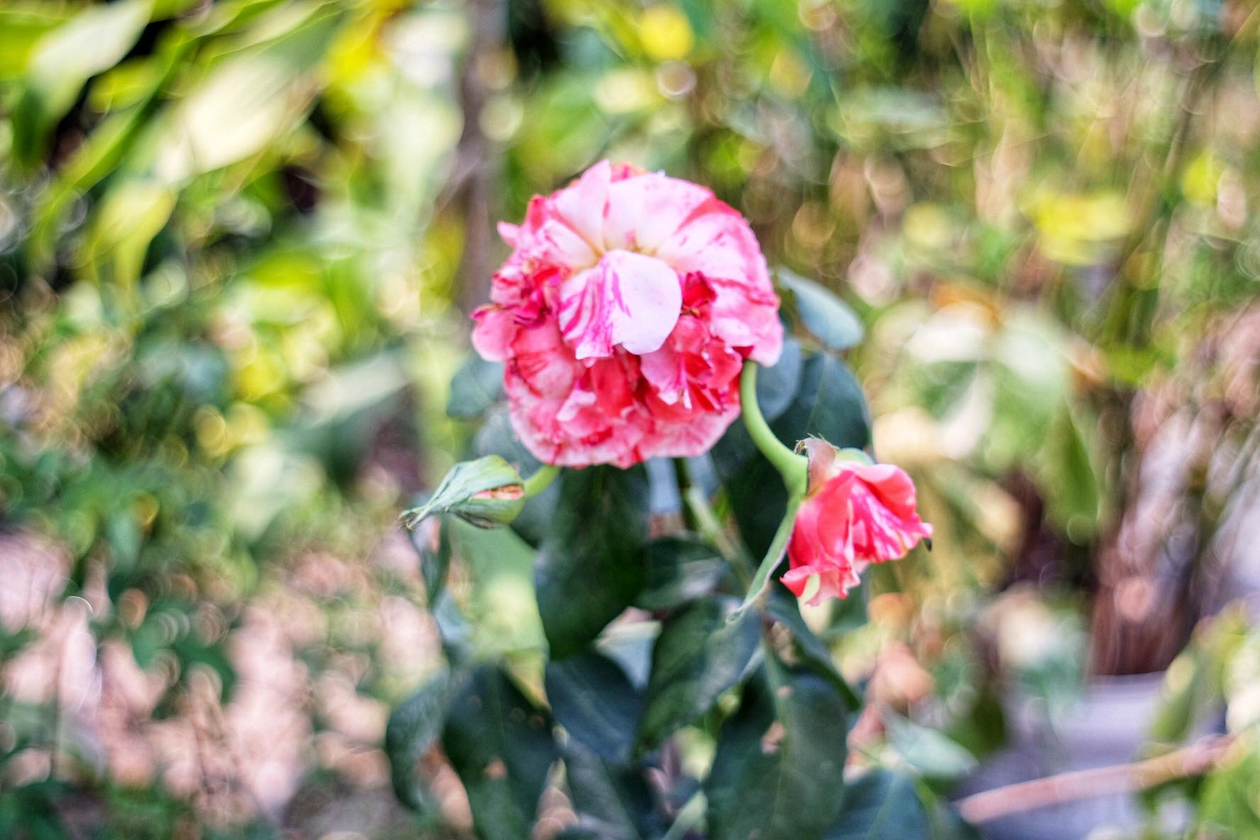 PENTACON AUTO 29MM.F2.8 MULTI COATING M42 MOUNT