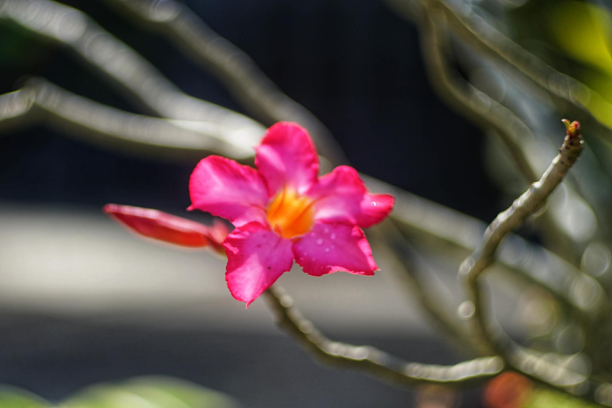 KOWA SUPER PROMINAR 63.5MM.F1.9 MODIFIED SONY E MOUNT