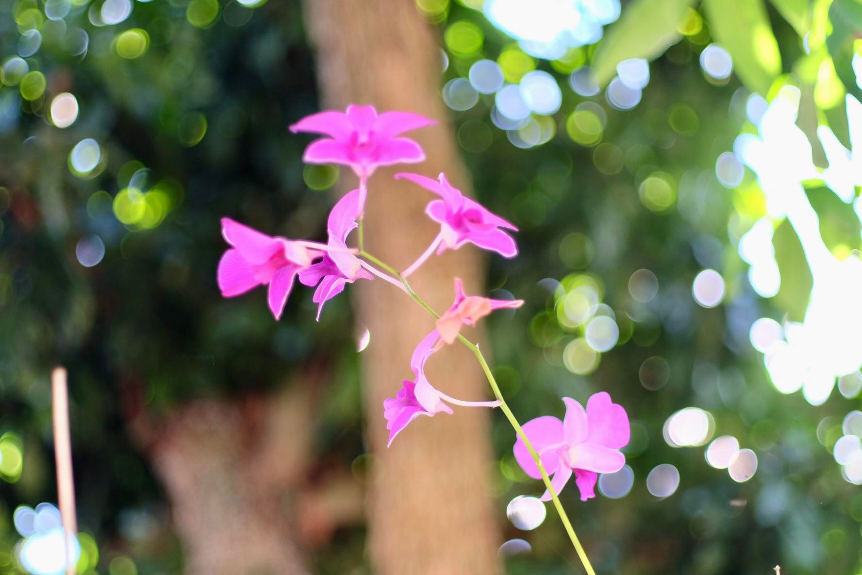 CANON LENS FD 50MM. F1.8 FD MOUNT