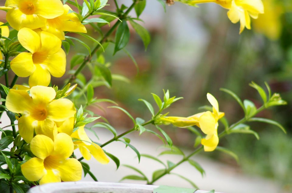 SUN HI TELE ZOOM LENS 85-210MM.F4.8 MD MOUNT