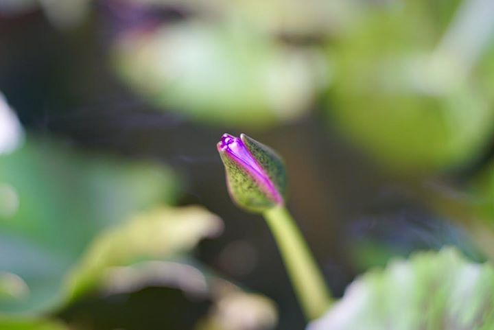 SMC PENTAX 50MM.F1.4 PK MOUNT