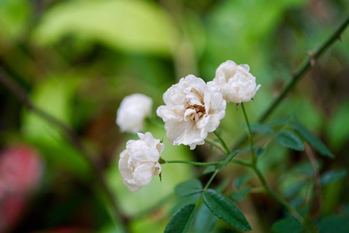 NIKKOR-S Auto 50MM. F2 Nikon non ai Mount