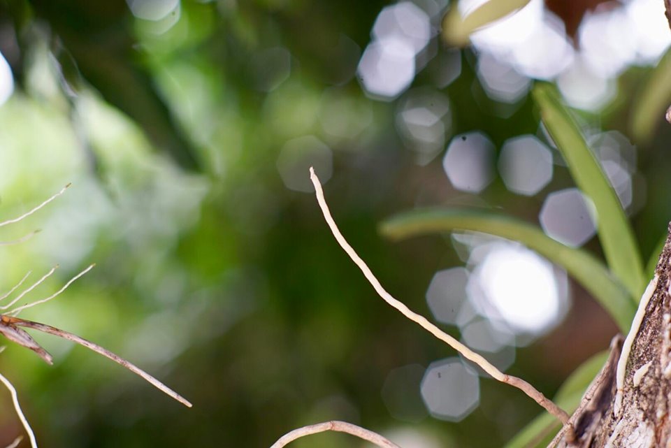 NIKON NIKKOR 85MM.F2 AI MOUNT