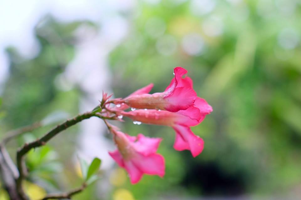 SMC PENTAX-M 50MM.F1.4 PK MOUNT