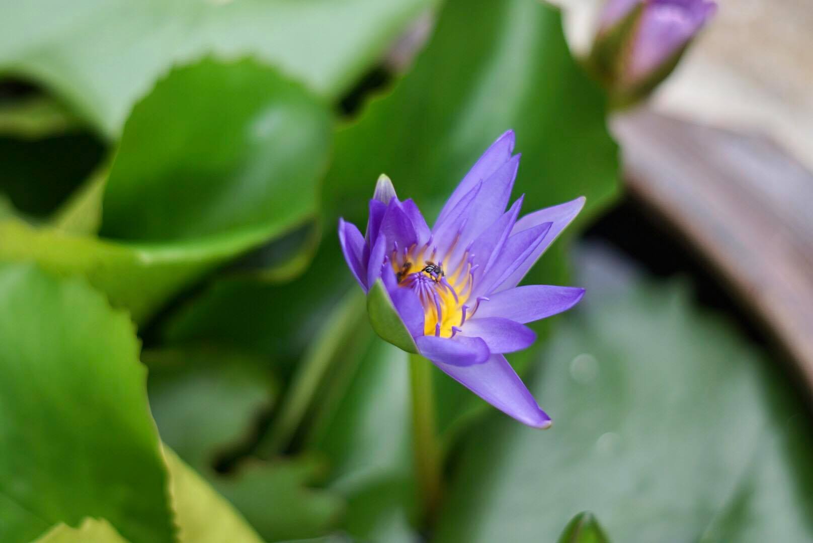 MINOLTA MC ROKKOR-PF 55MM F1.7