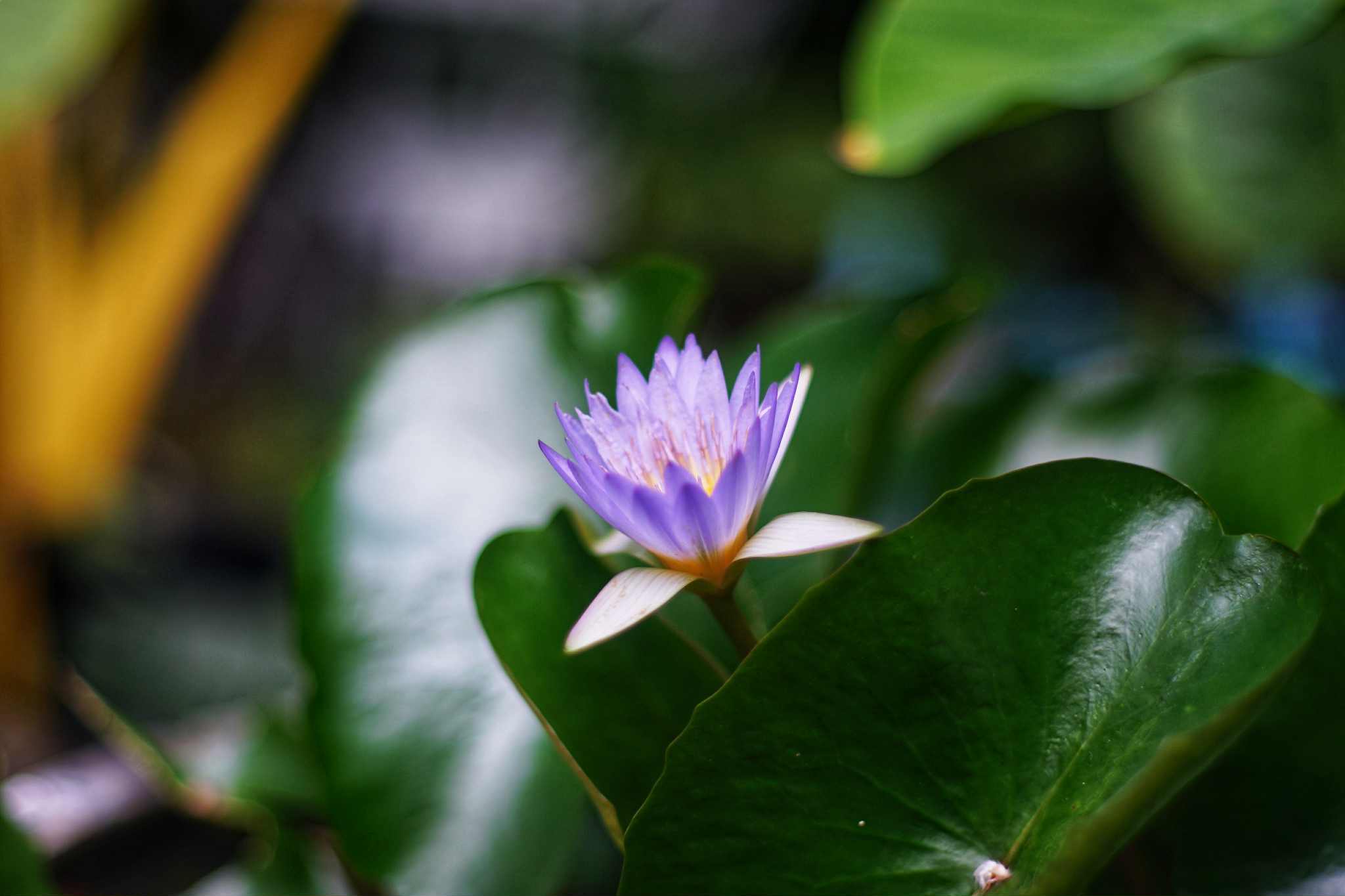 SMC PENTAX 50MM.F1.4 PK MOUNT