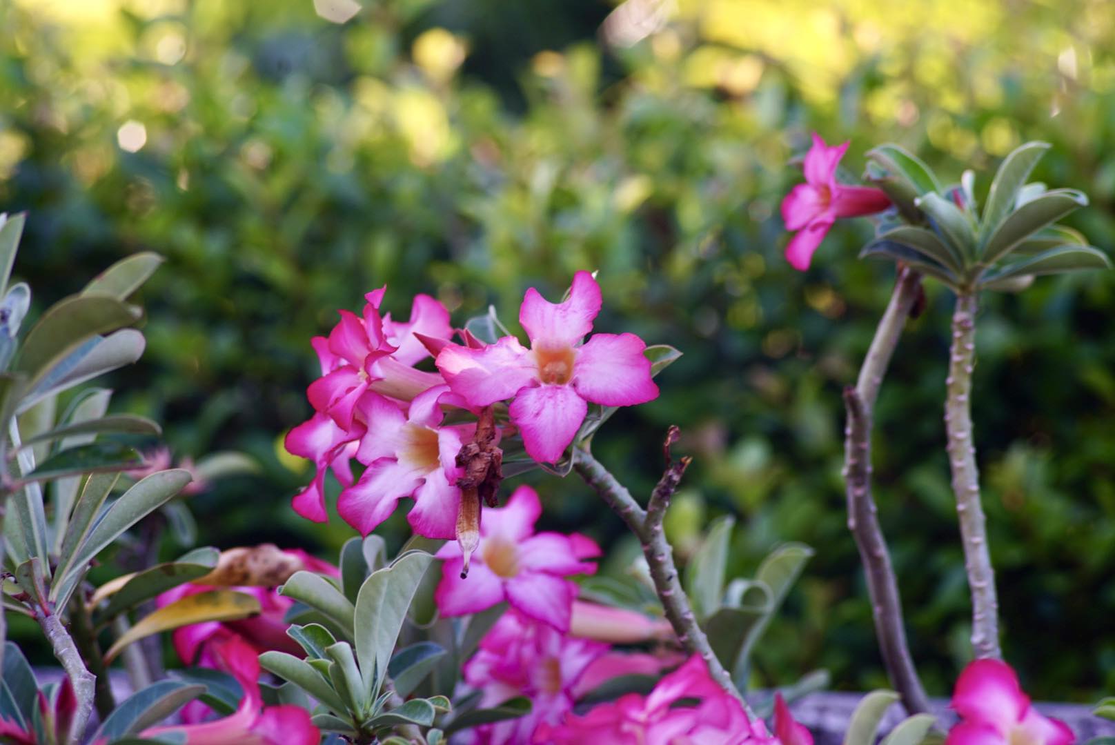 SMC PENTAX-M 150MM.F3.5 PK MOUNT