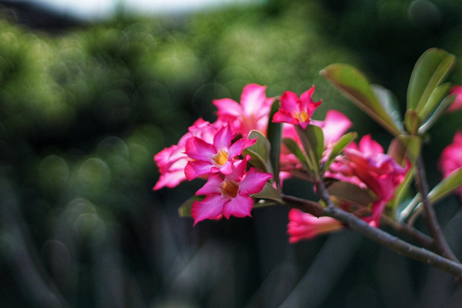 SMC TAKUMAR 50MM.F1.4 M42 MOUNT