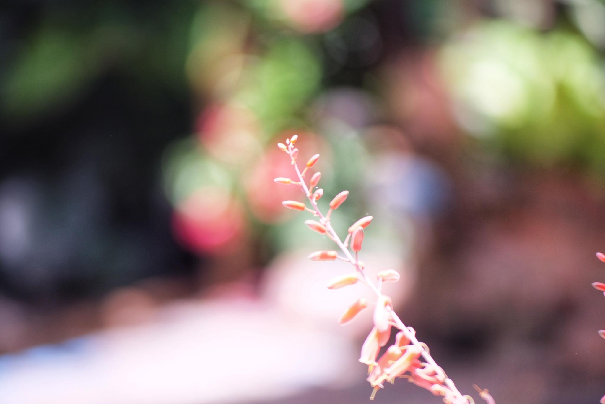 SANKYO KOKI JAPAN KOMURA 105MM.F2.5 NIKON NON AI MOUNT