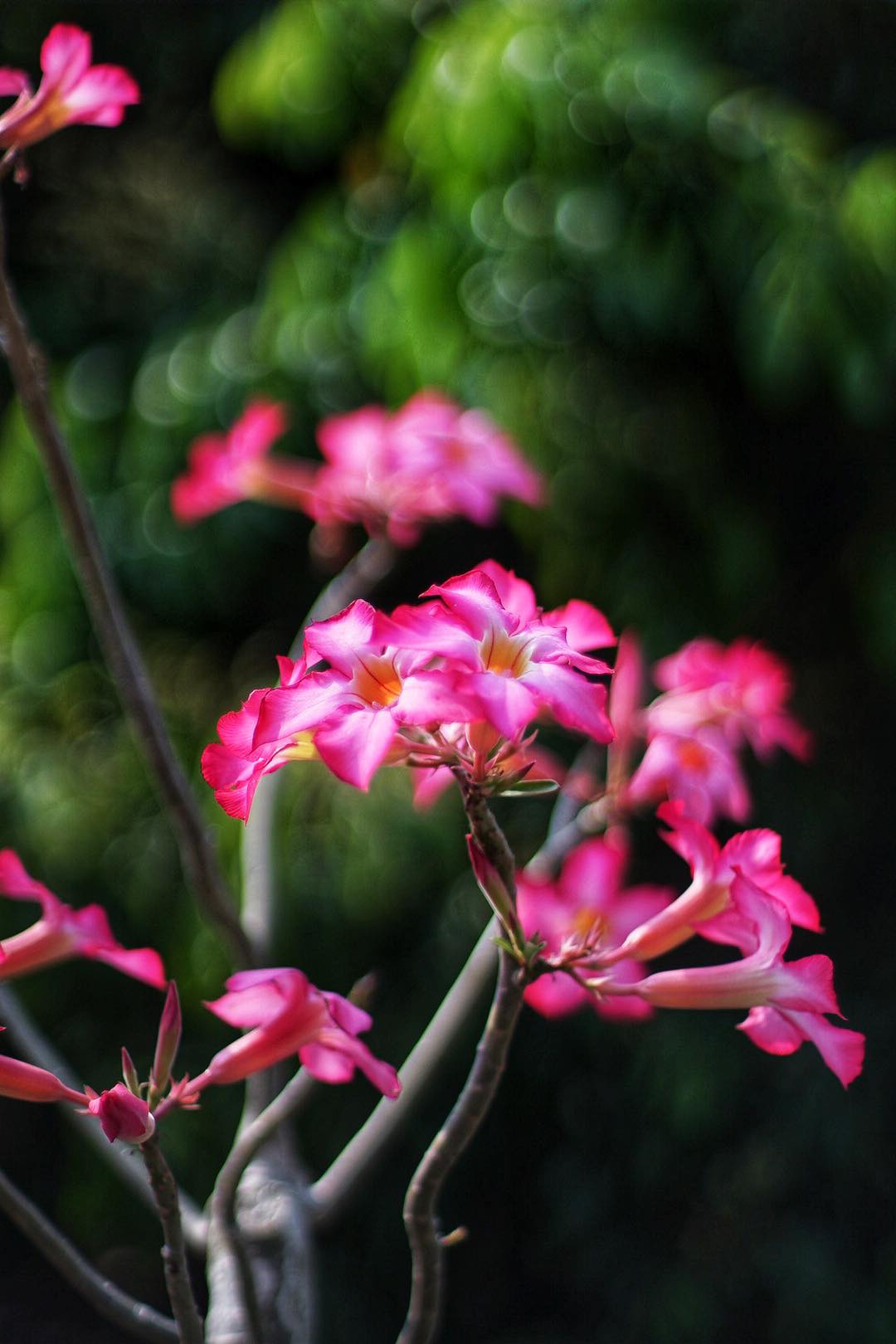 SMC TAKUMAR 50MM.F1.4 M42 MOUNT