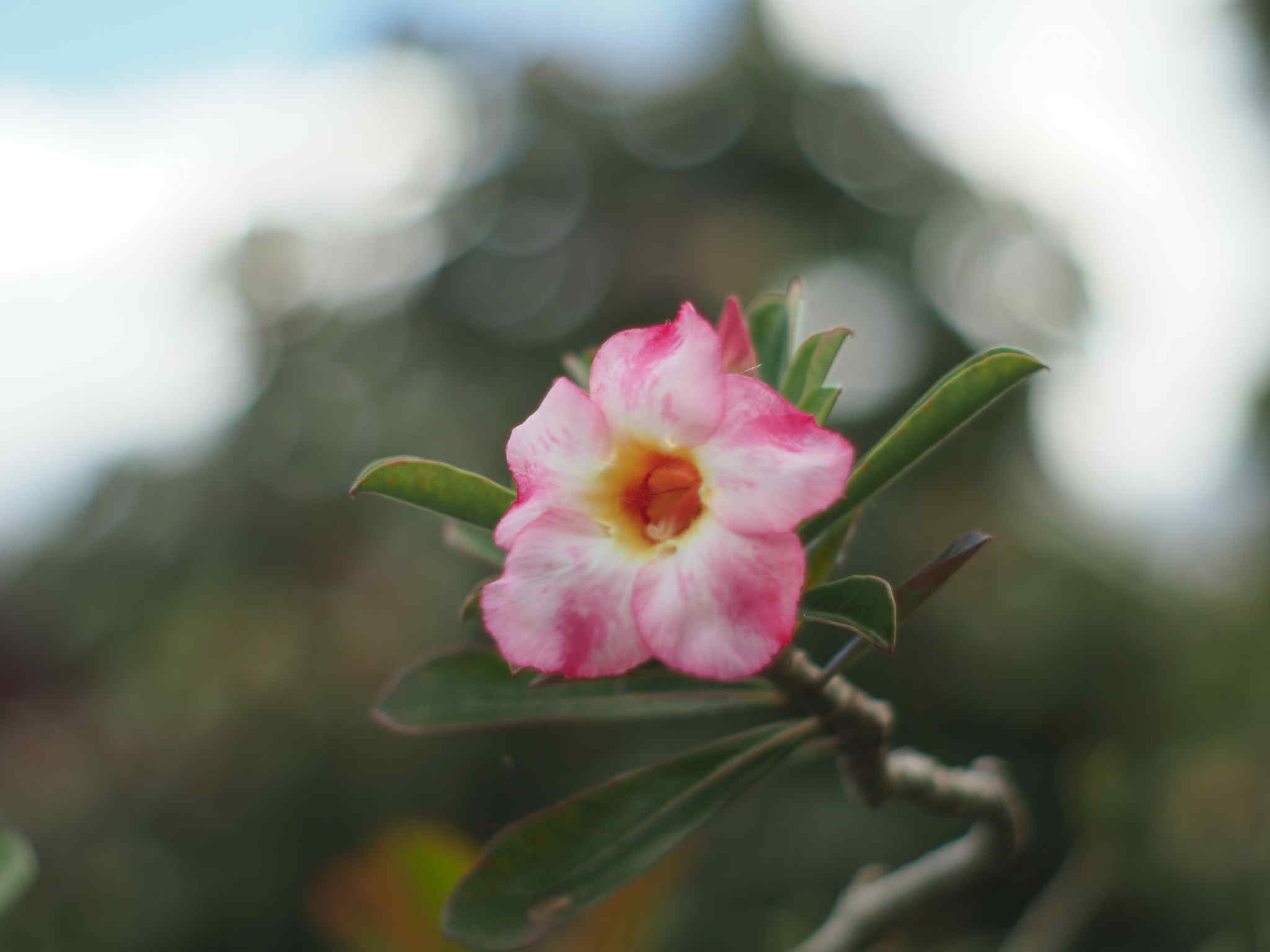 SMC PENTAX-M 50MM.F2 PK MOUNT