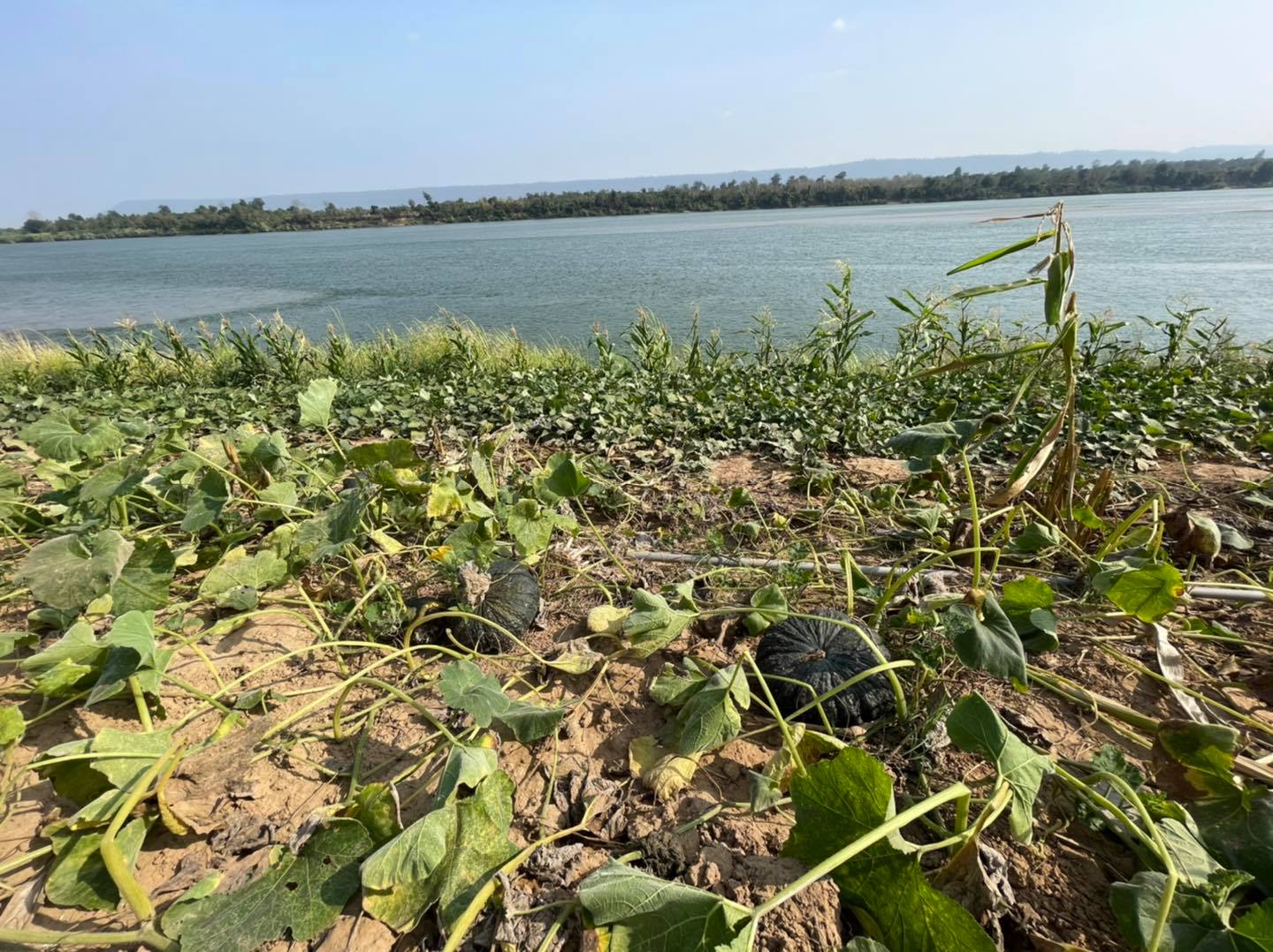 ฟักทอง ทอด อบ กรอบ หวานน้อย 150g.