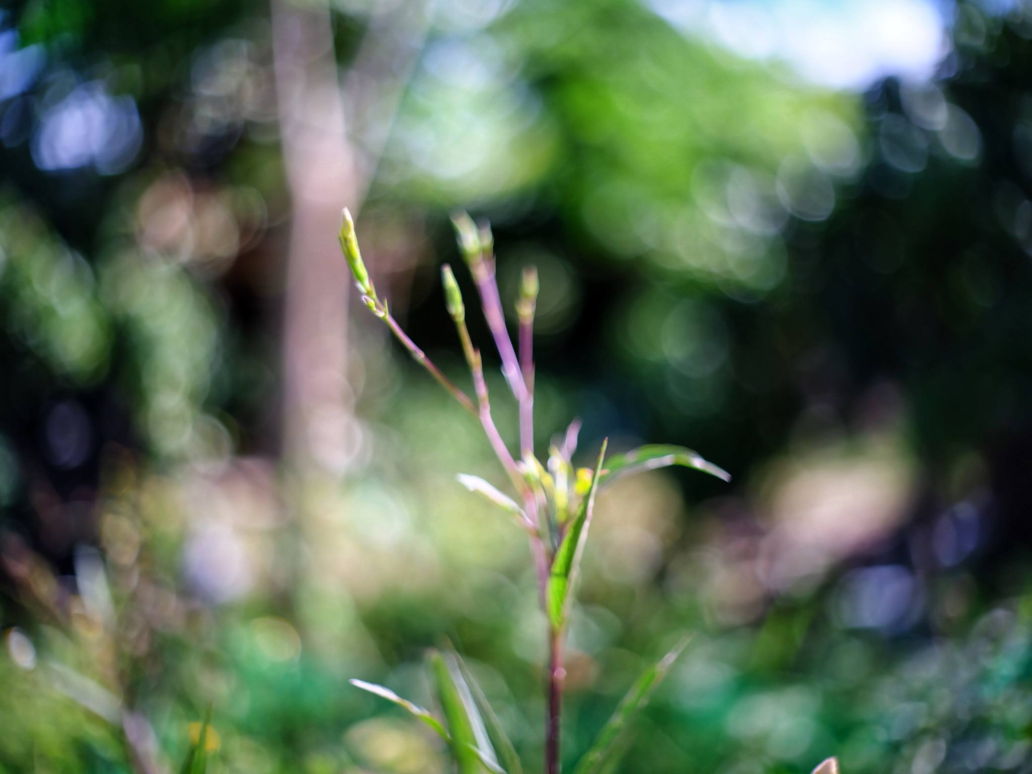 PENTACON AUTO 50MM.F1.8 MULTI COATING M42 MOUNT