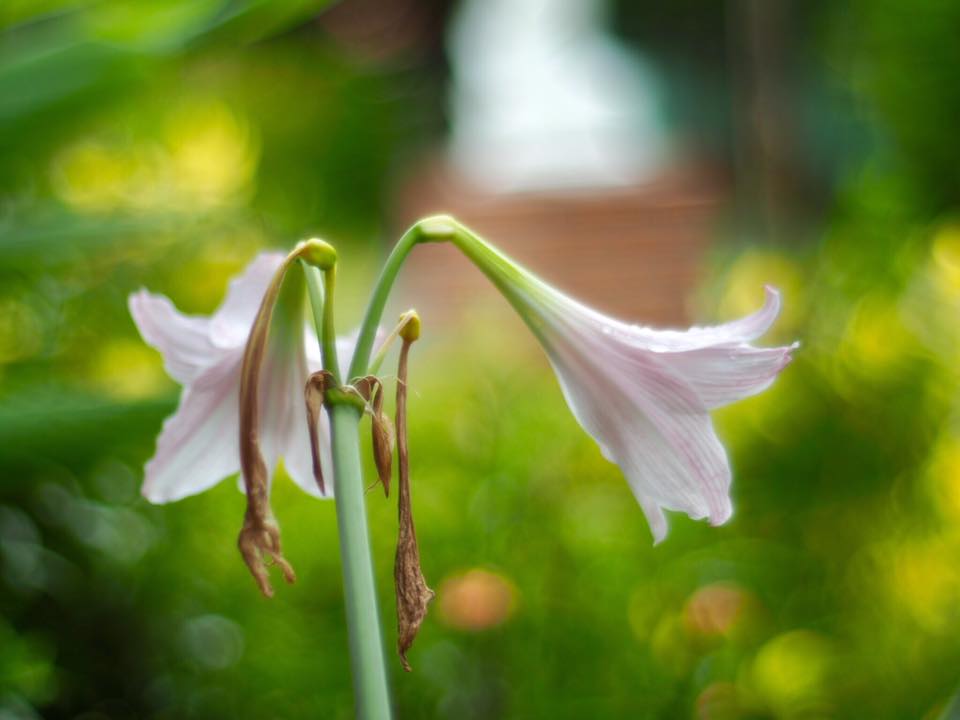 OLYMPUS OM-SYSTEM G-ZUIKO AUTO-S 50MM.F1.4 OM MOUNT