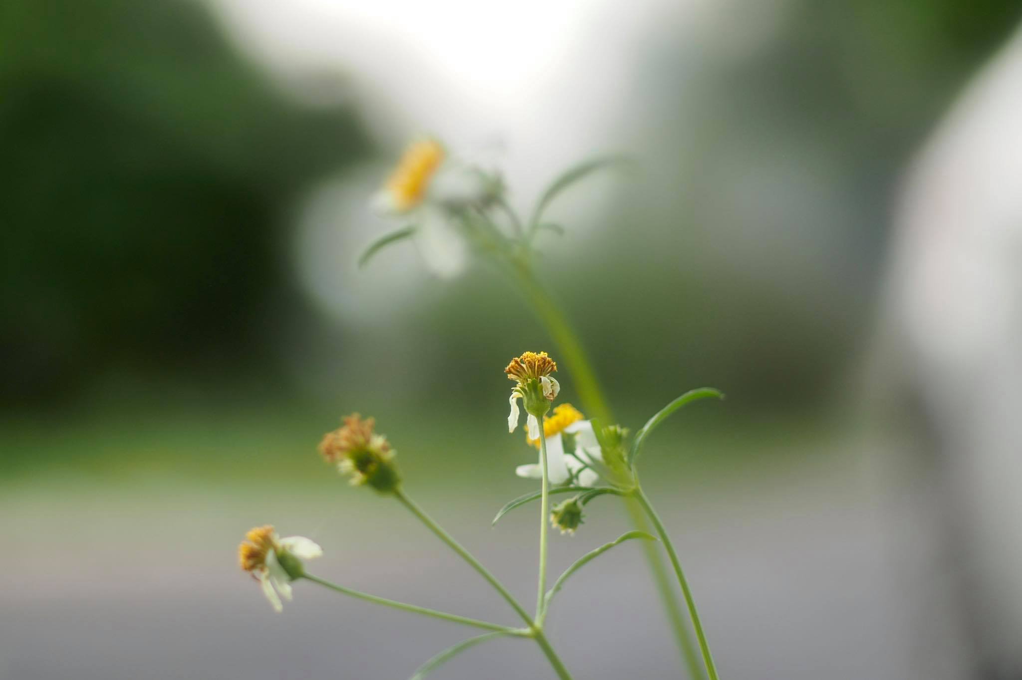 SMC PENTAX-M 50MM.F1.7 PK MOUNT