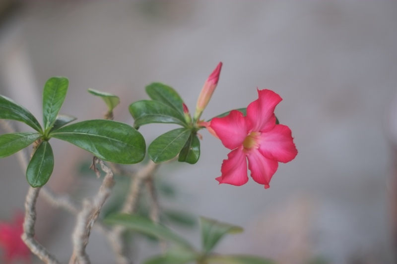 SUPER TAKUMAR 55MM.F1.8 M42 MOUNT