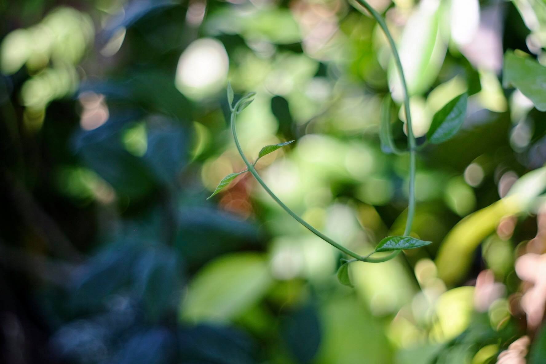 PENTACON AUTO 50MM.F1.8 M42 MOUNT