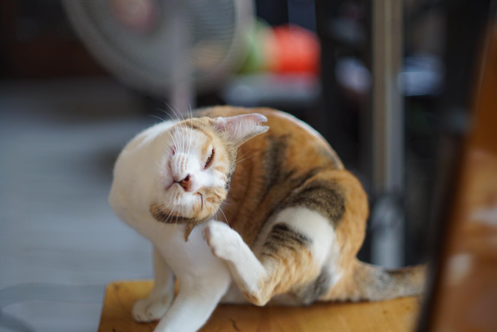 CANON LENS FL 50MM.F1.4 II