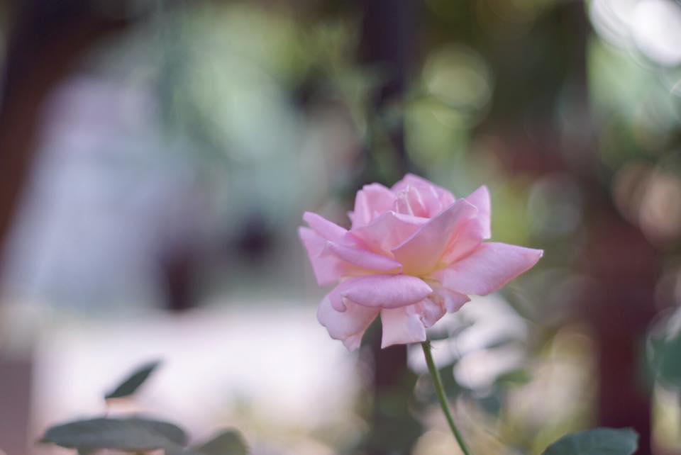Auto Takumar 55mm. F1.8 M42 Mount