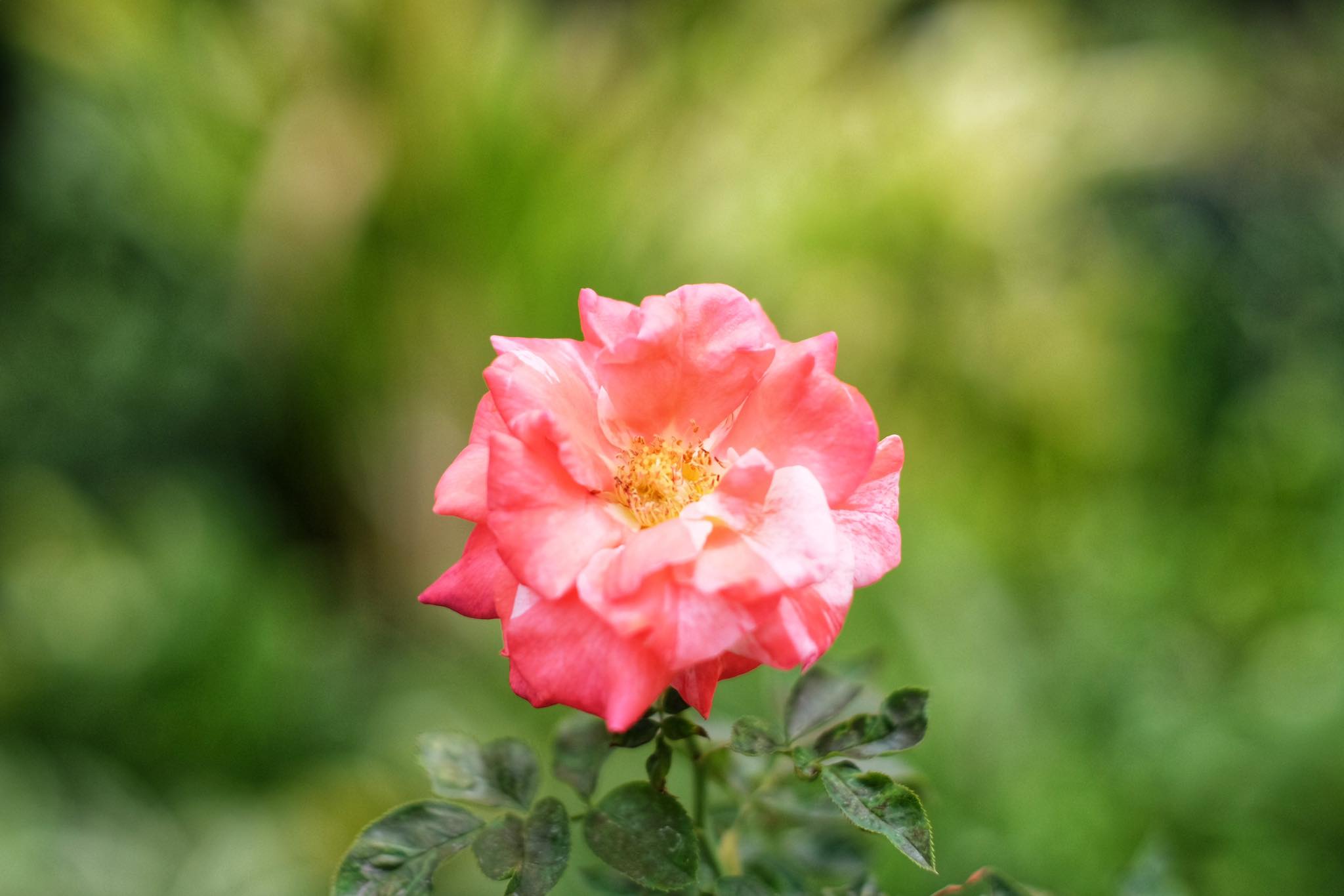 CANON LENS FL 50MM.F1.4
