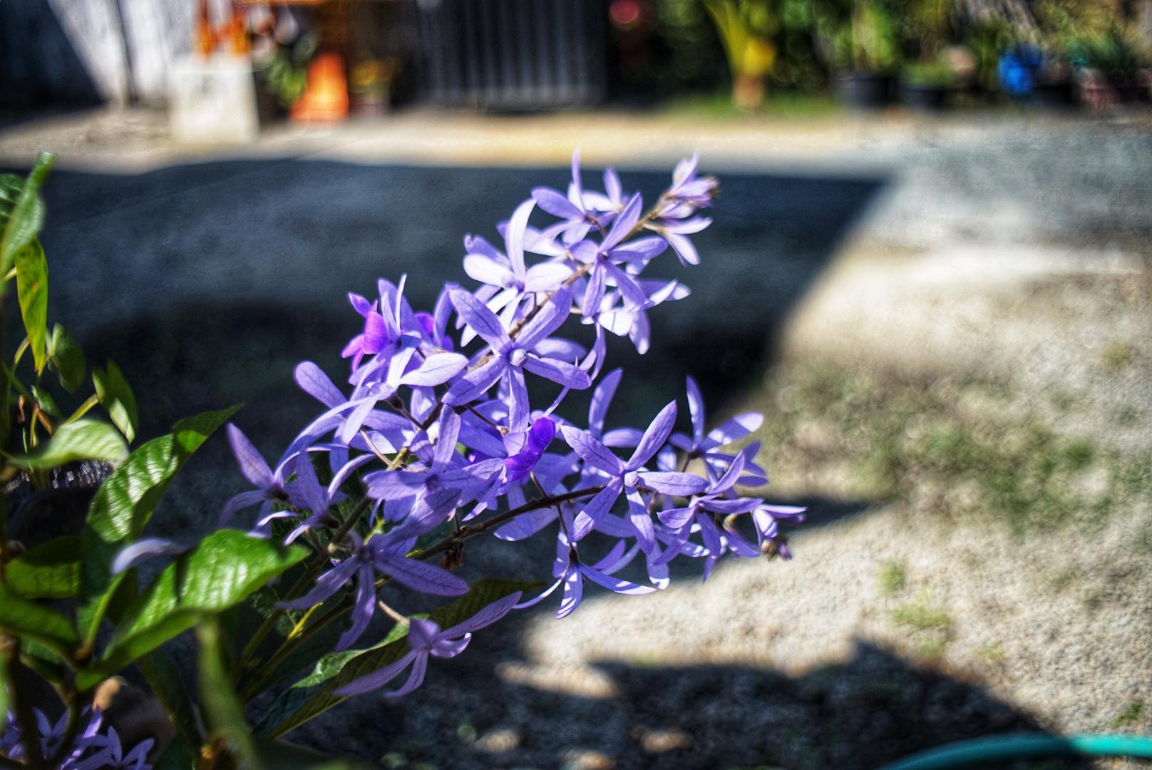 PENTACON AUTO 29MM.F2.8 ZEBRA M42 MOUNT