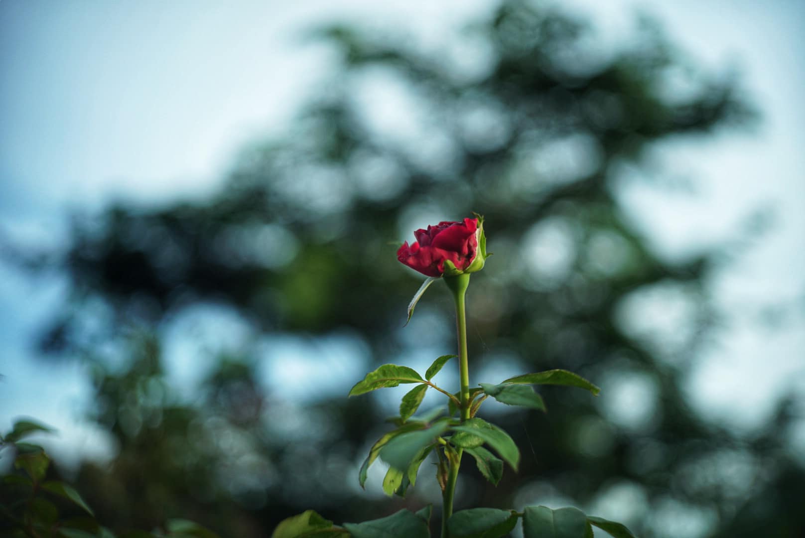 JUPITER-12 35MM.F2.8 FOR SONY E MOUNT