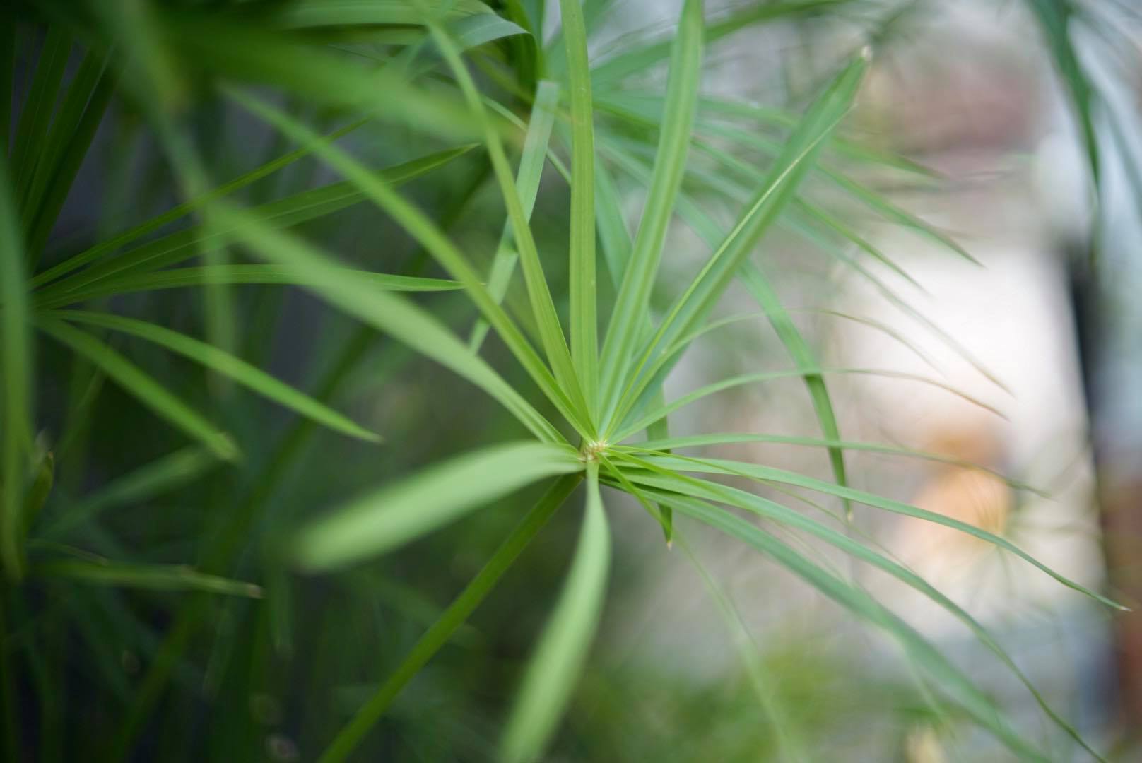 AUTO REVUENON 55MM.F1.4 M42 MOUNT