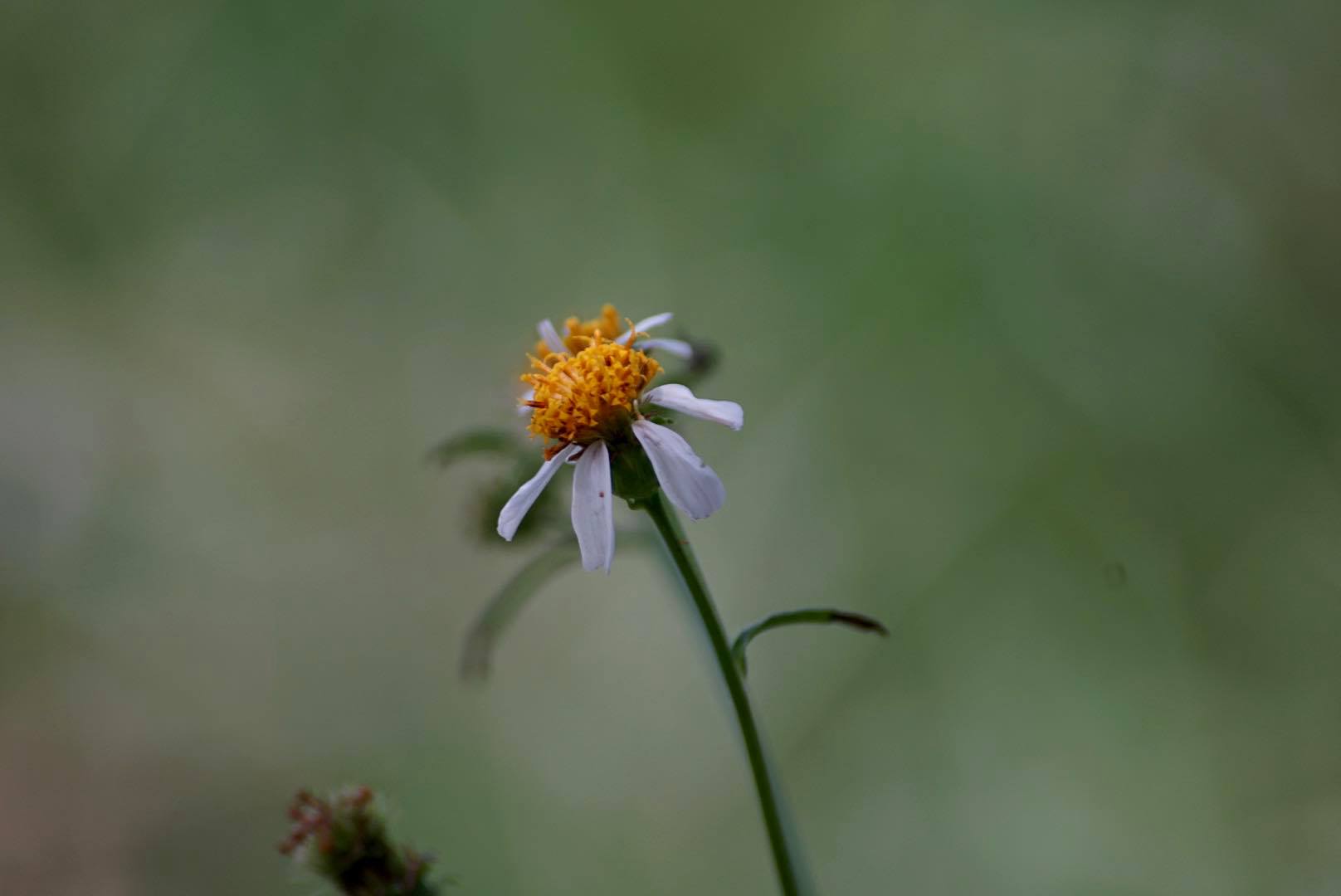 SIGMA 70-300 F4-5.6 DL MACRO PK MOUNT