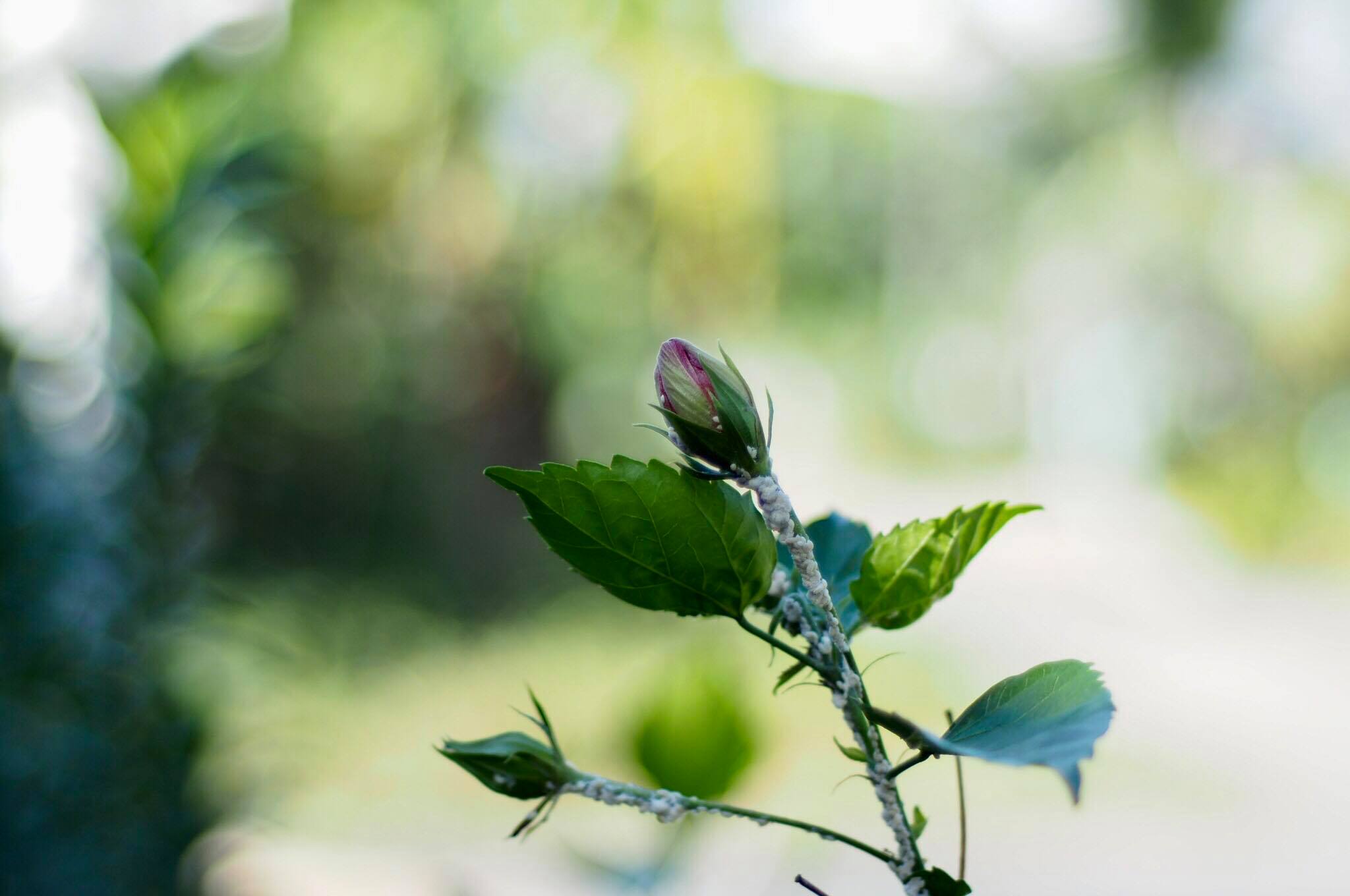 SMC PENTAX-M 50MM.F1.7