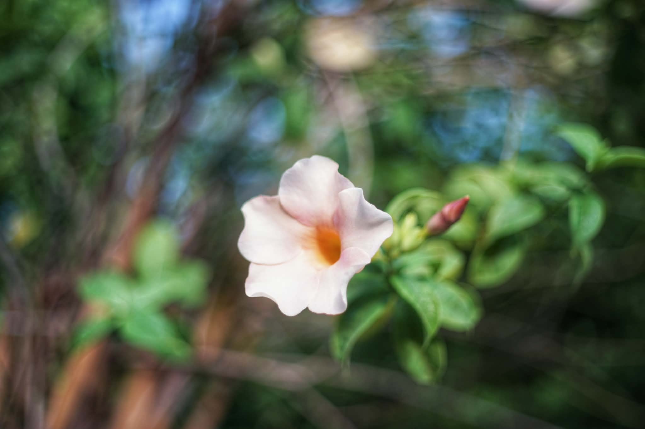 CANON LENS EX 50MM.F1.8 MODIFIED M39 MOUNT