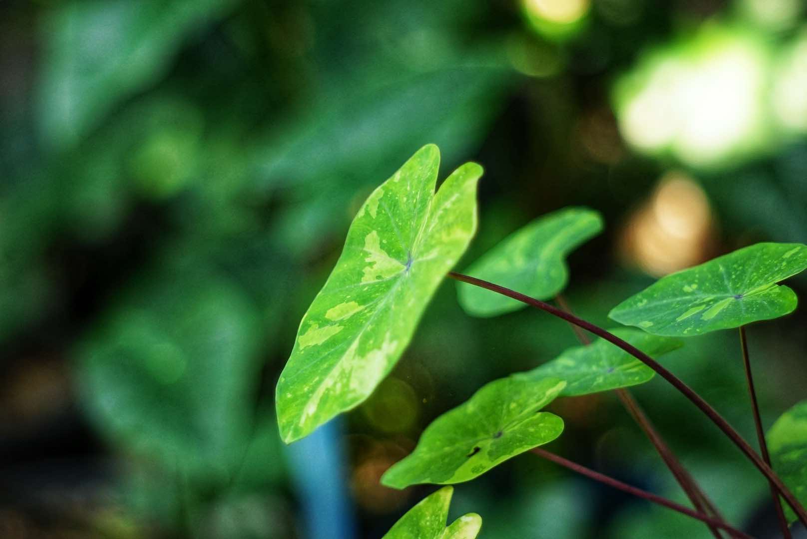 SMC TAKUMAR 55MM.F1.8 M42 MOUNT