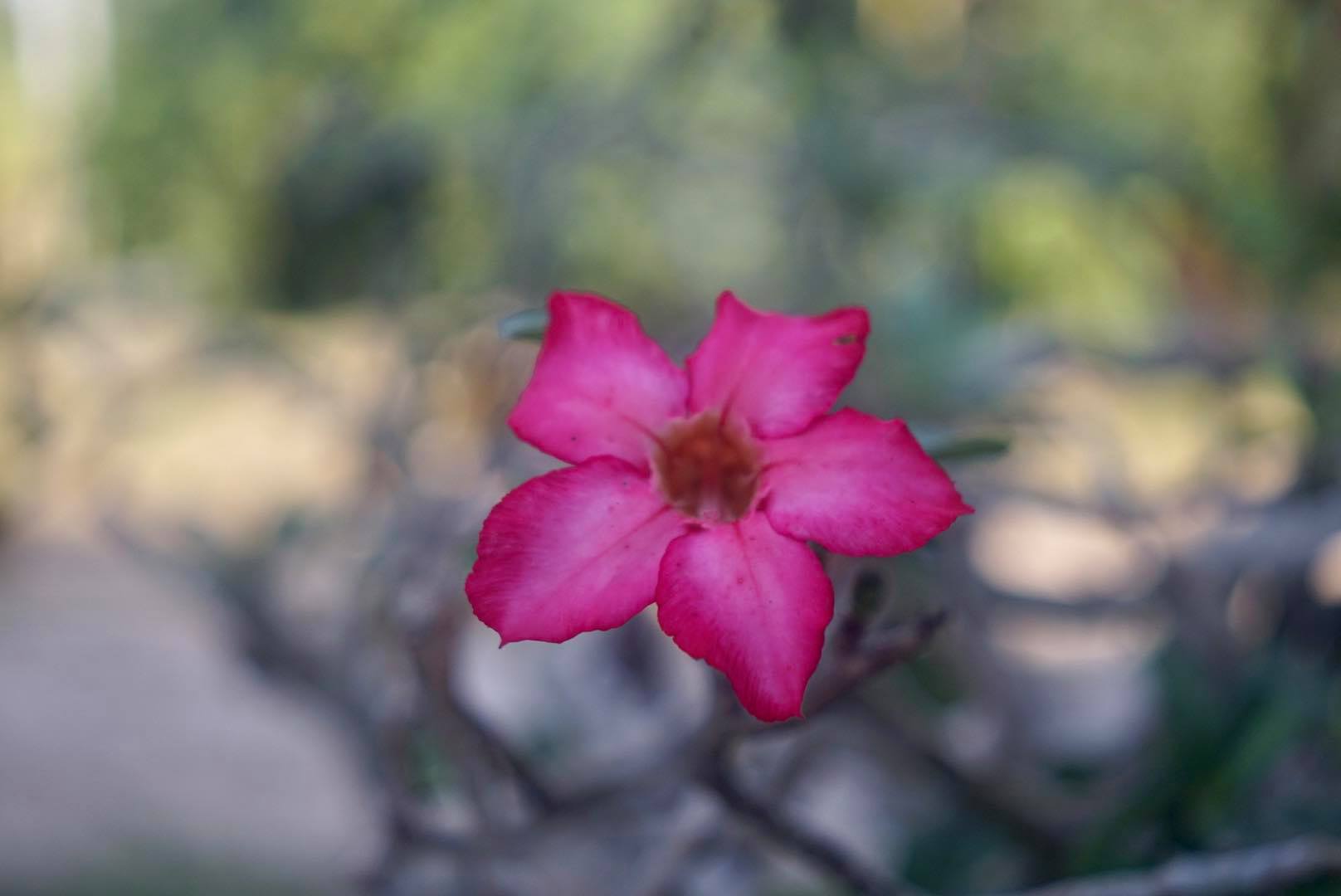 AGFA COLOR-AGOMAR 45MM.F2.8 MODIFIED SONY E MOUNT