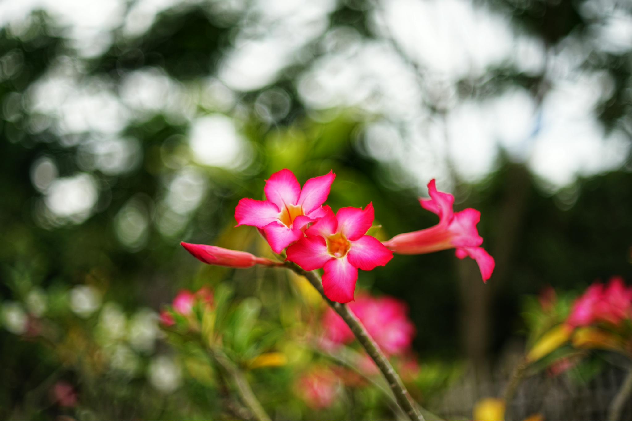 X-FUJINON 50MM.F1.9 FM FUJICA X MOUNT