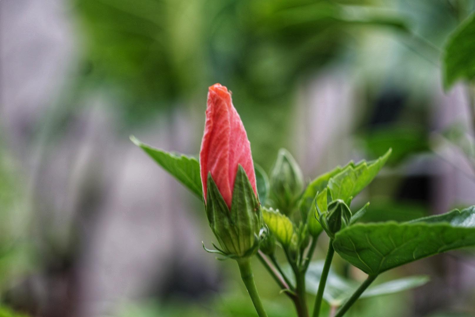 OLYMPUS OM-SYSTEM ZUIKO MC AUTO-MACRO 50MM.F3.5