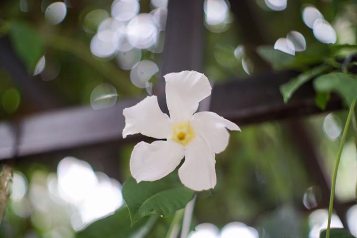 Olympus G.Zuiko Auto-S 40mm. F1.4 Pen F Mount