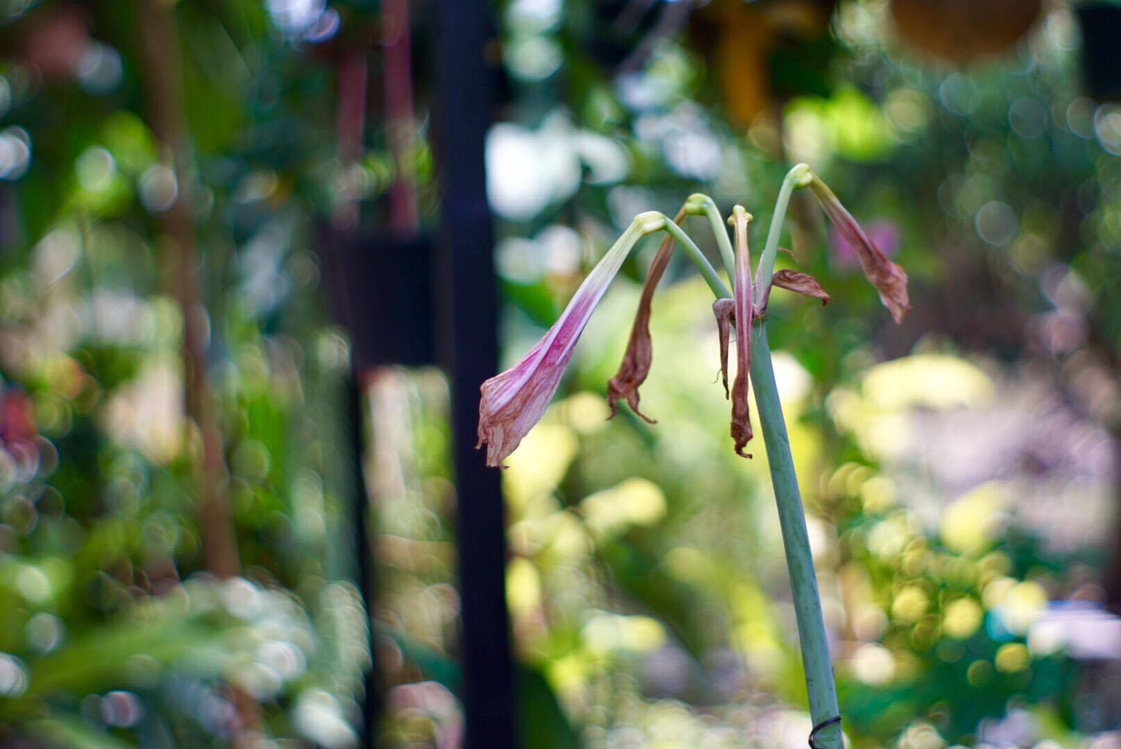 SMC PENTAX-M 50MM.F2 PK MOUNT