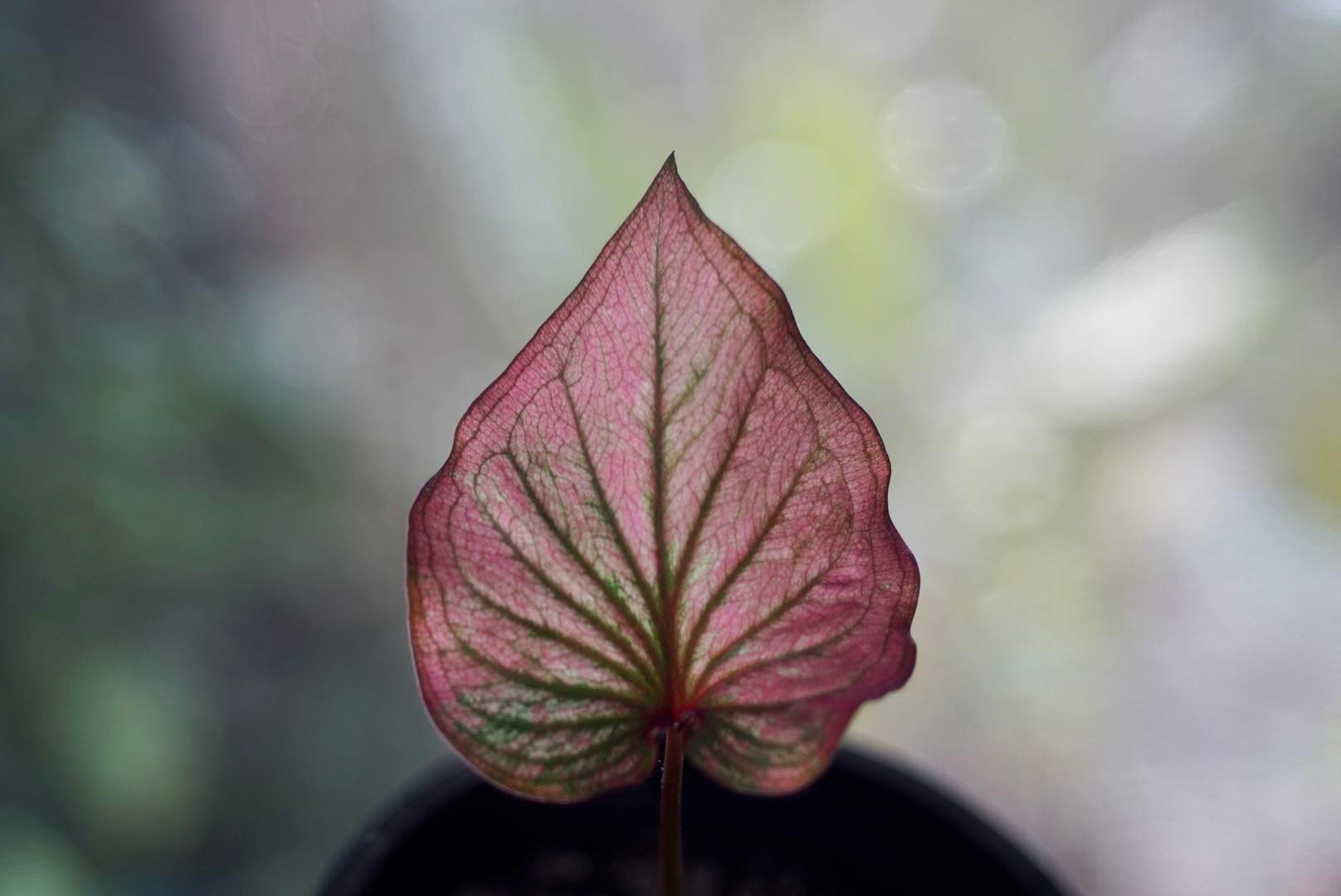 CANON LENS 40MM.F1.9 M39 MOUNT