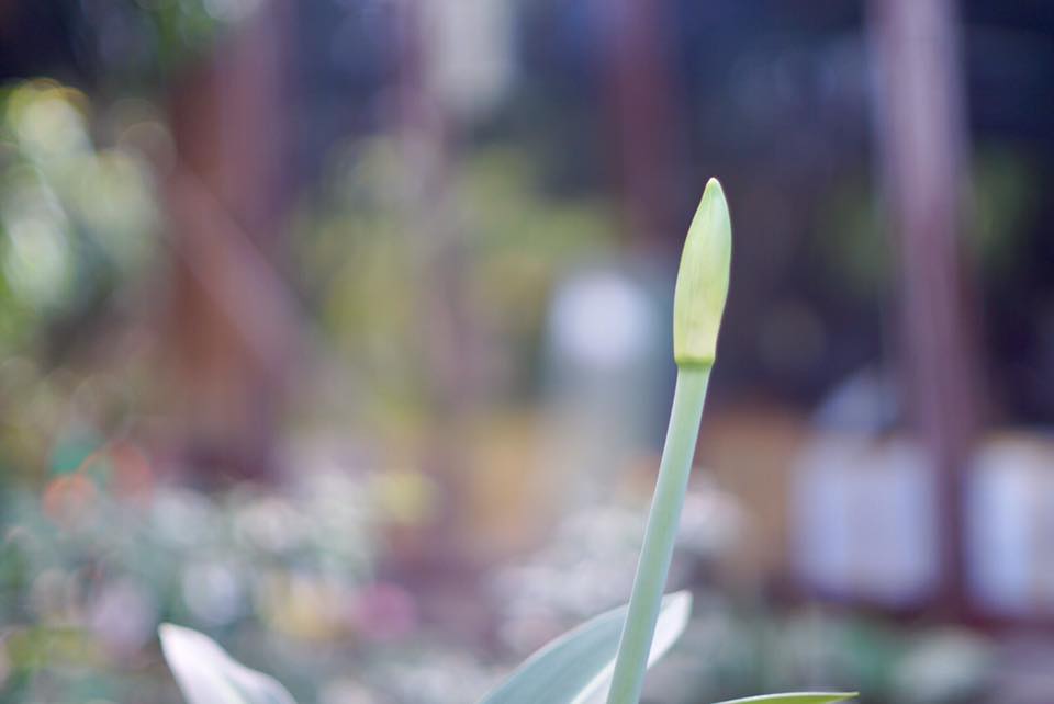 CANON FD LENS 50MM. F1.4 จมูกเงิน FD MOUNT