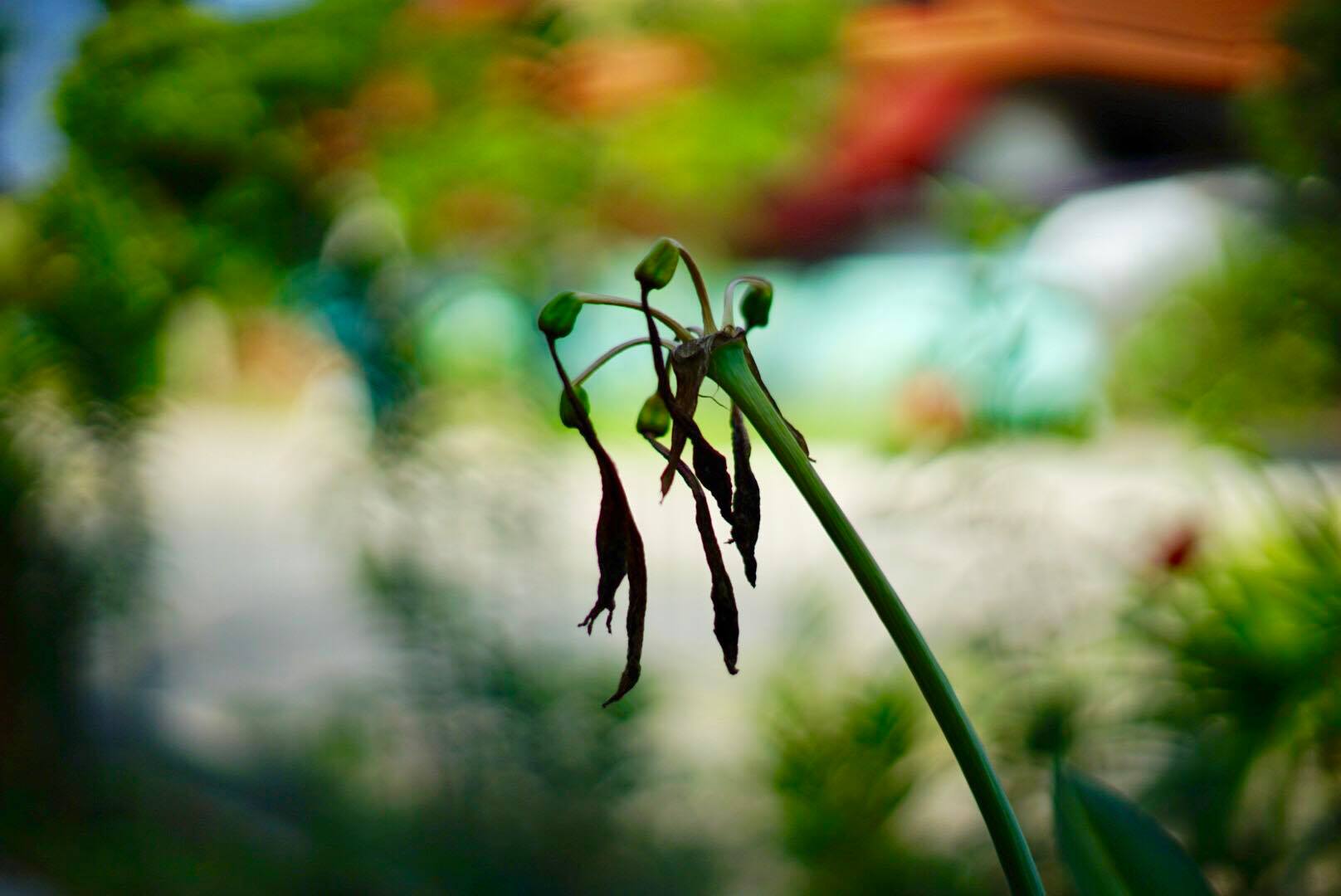 MINOLTA MD 50MM.F1.4 MD MOUNT